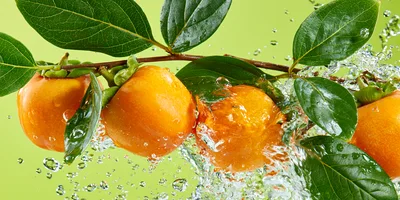 Fresh Persimmons on Branch Splashing with Water