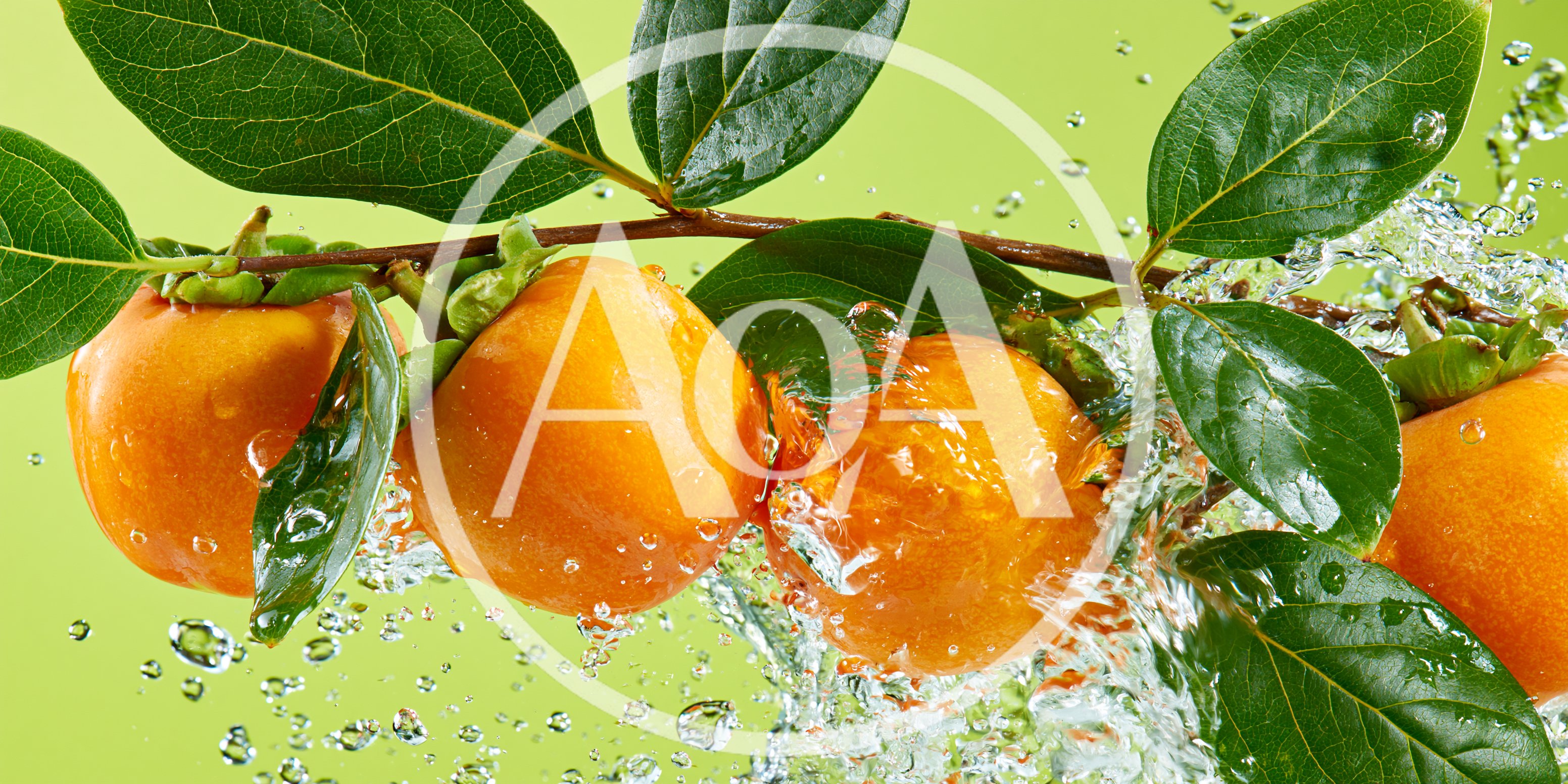 Fresh Persimmons on Branch Splashing with Water