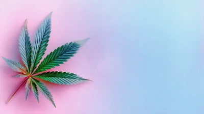 Single Cannabis Leaf on Gradient Pink and Blue Background