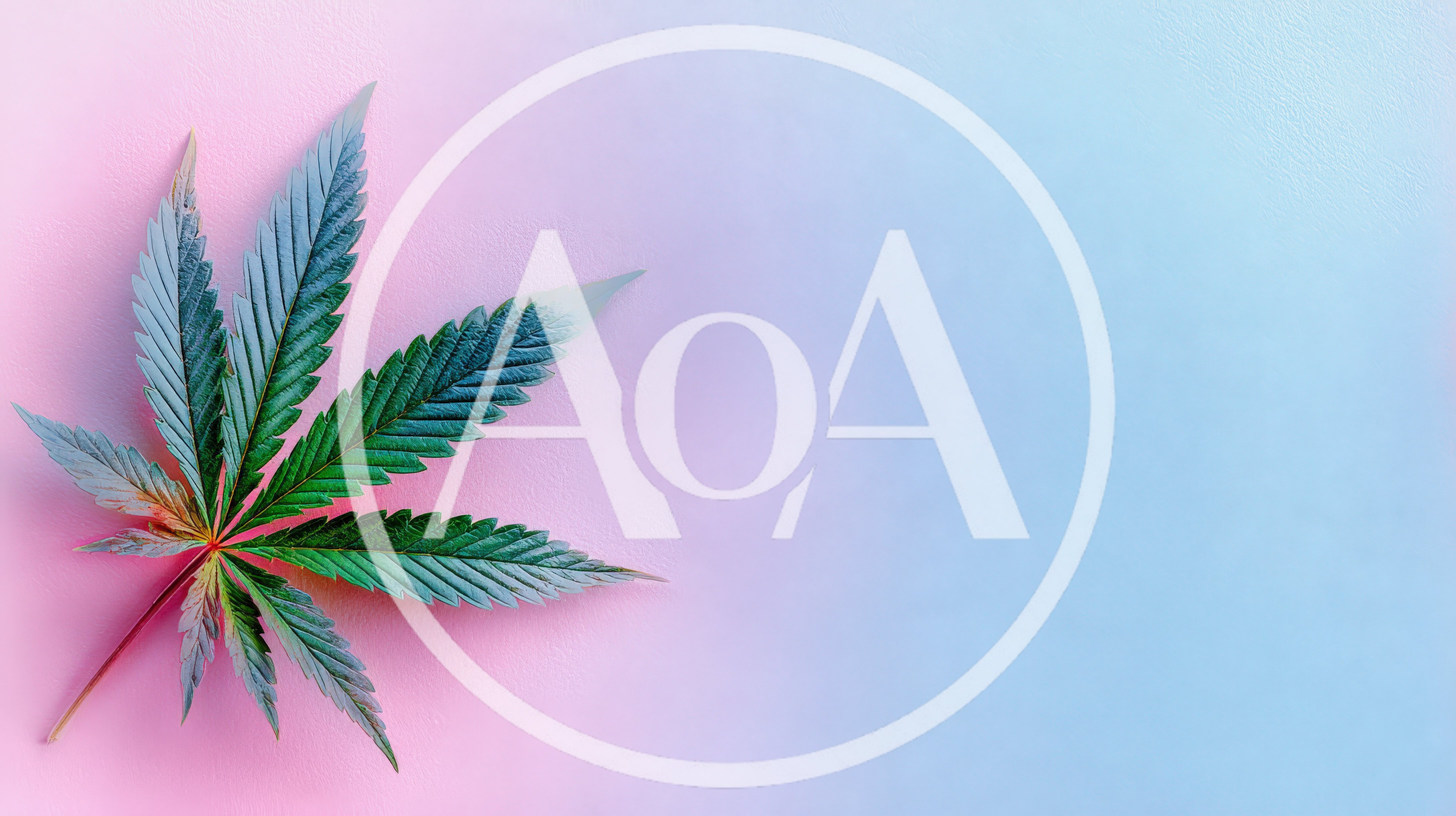 Single Cannabis Leaf on Gradient Pink and Blue Background
