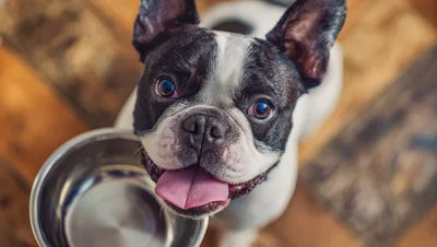 French Bulldog Looking Up At Empty Food Bowl
