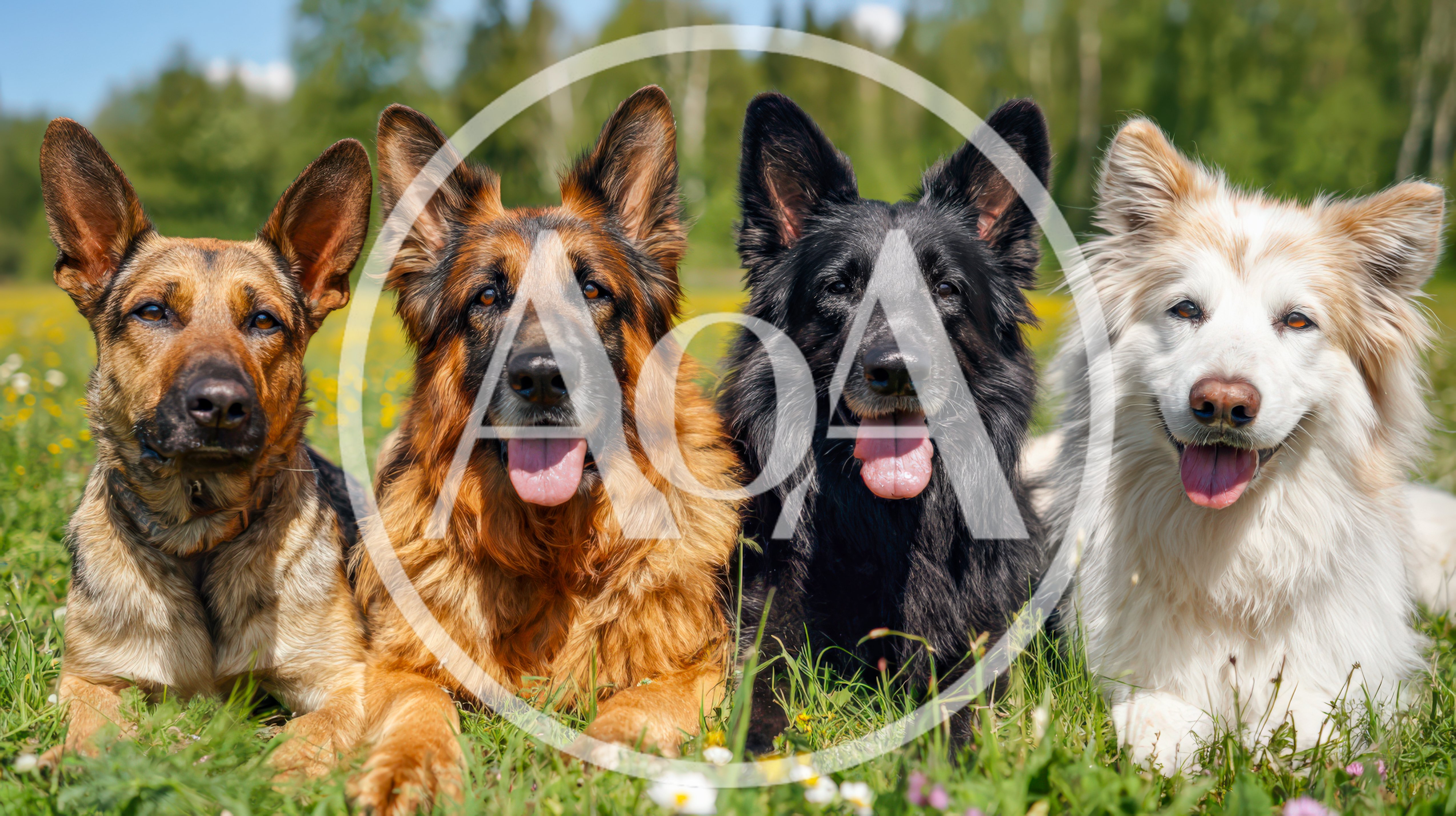 Four German Shepherd Dogs Lying In A Grassy Field