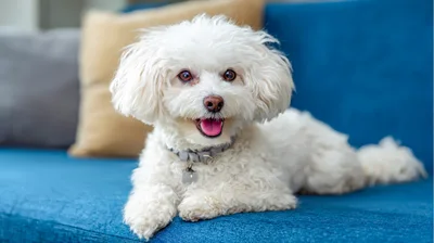 Adorable White Bichon Frise Dog Resting On Blue Sofa