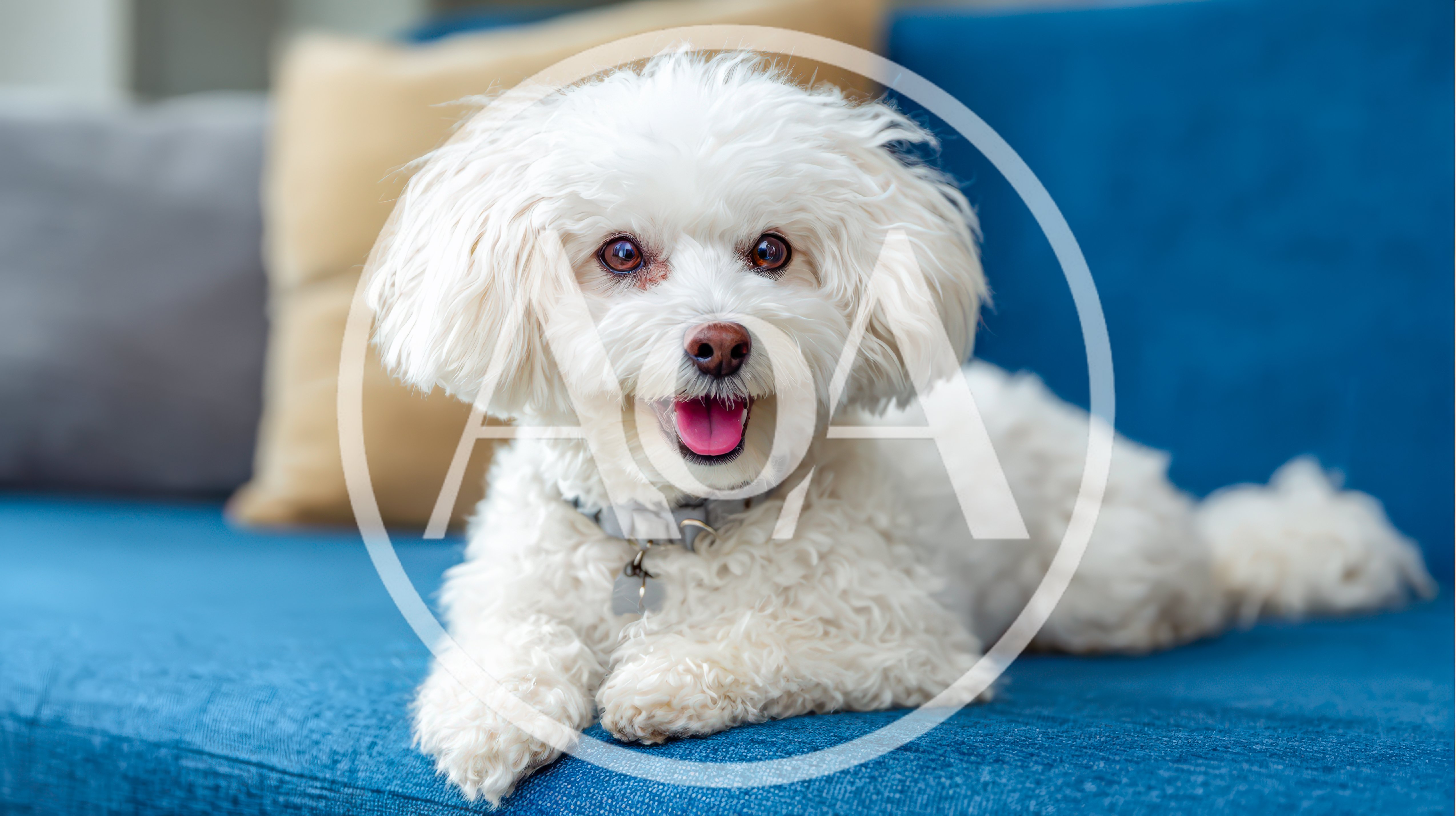 Adorable White Bichon Frise Dog Resting On Blue Sofa