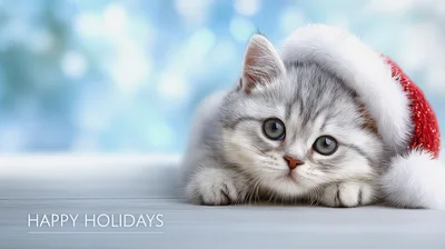 Cute Silver Tabby Kitten Wearing A Santa Hat
