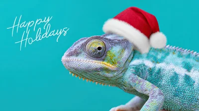 Chameleon Wearing A Santa Hat For The Holidays