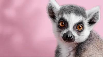 Close Up Portrait Of A Ring Tailed Lemur