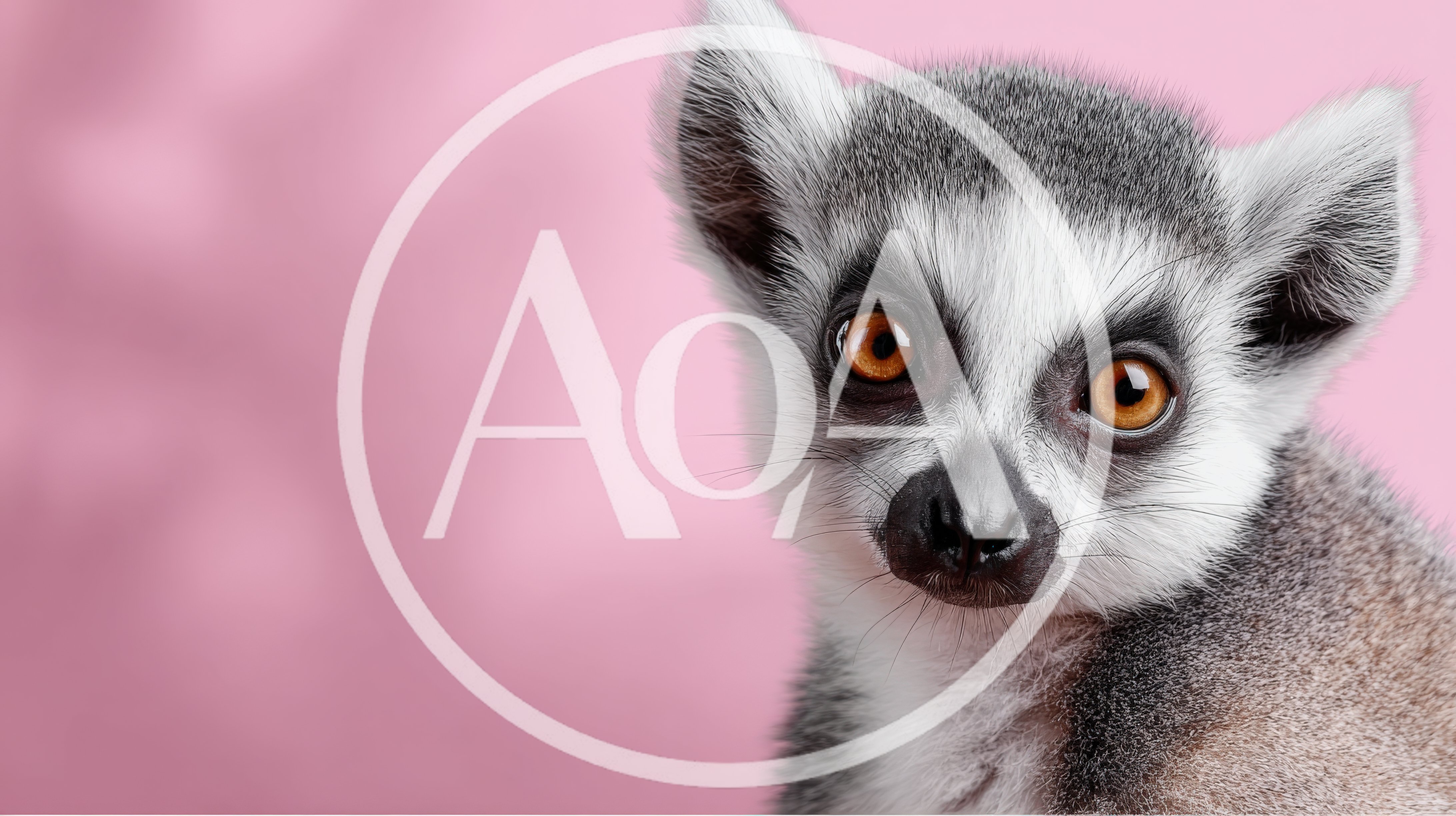 Close Up Portrait Of A Ring Tailed Lemur