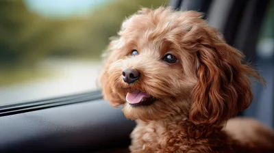Adorable Goldendoodle Puppy Looking Out Car Window
