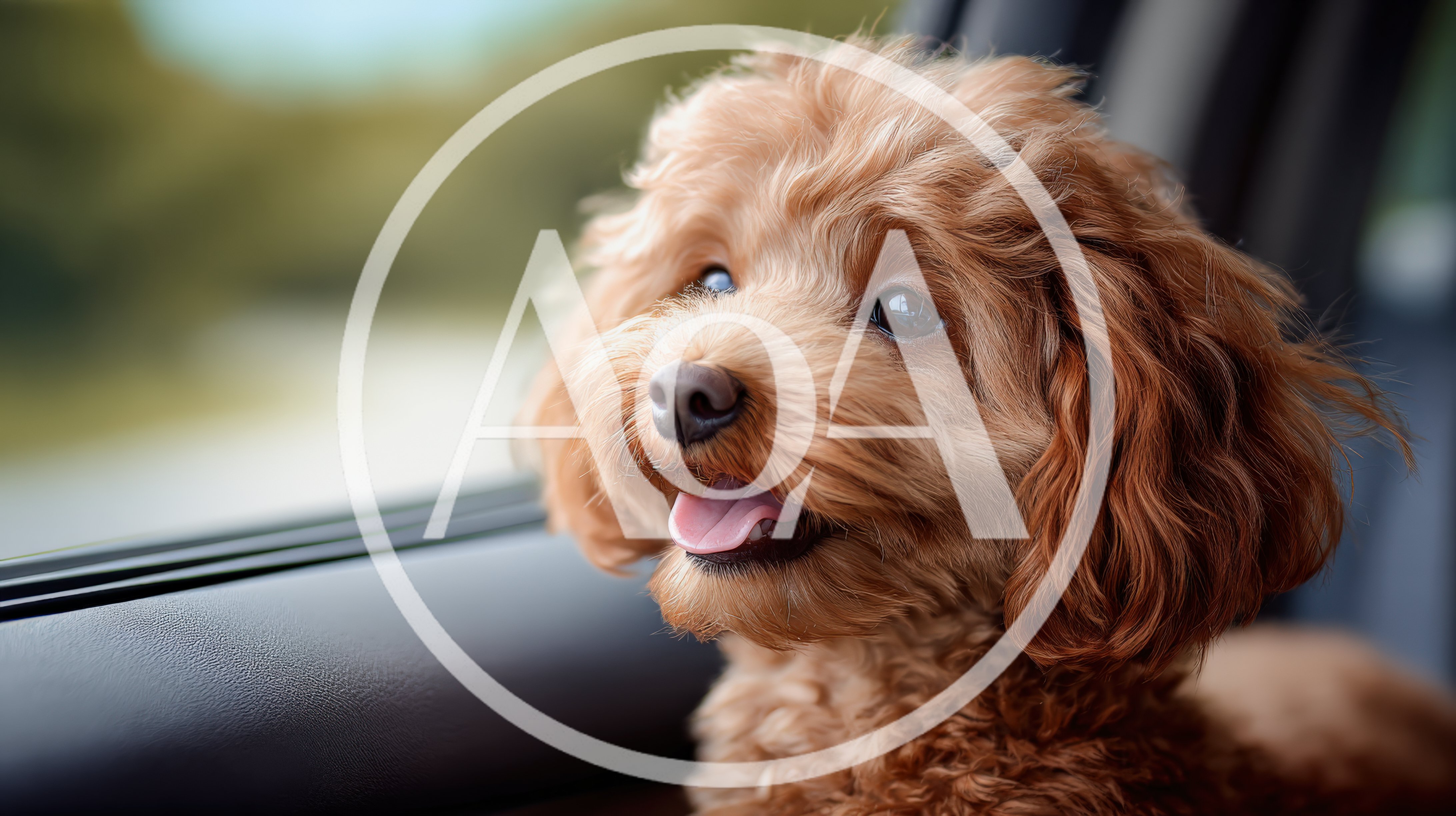 Adorable Goldendoodle Puppy Looking Out Car Window