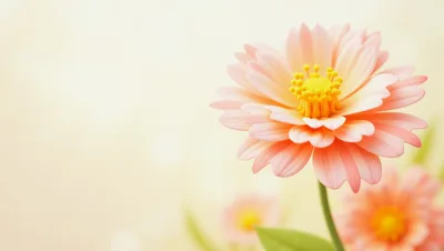 Soft Pastel Pink Zinnia Flowers in Garden