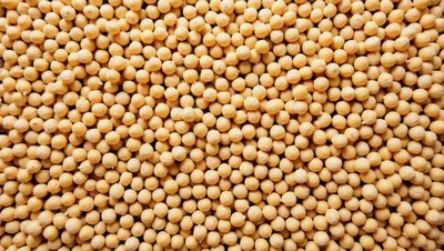 Top View Of Dried Yellow Soybeans