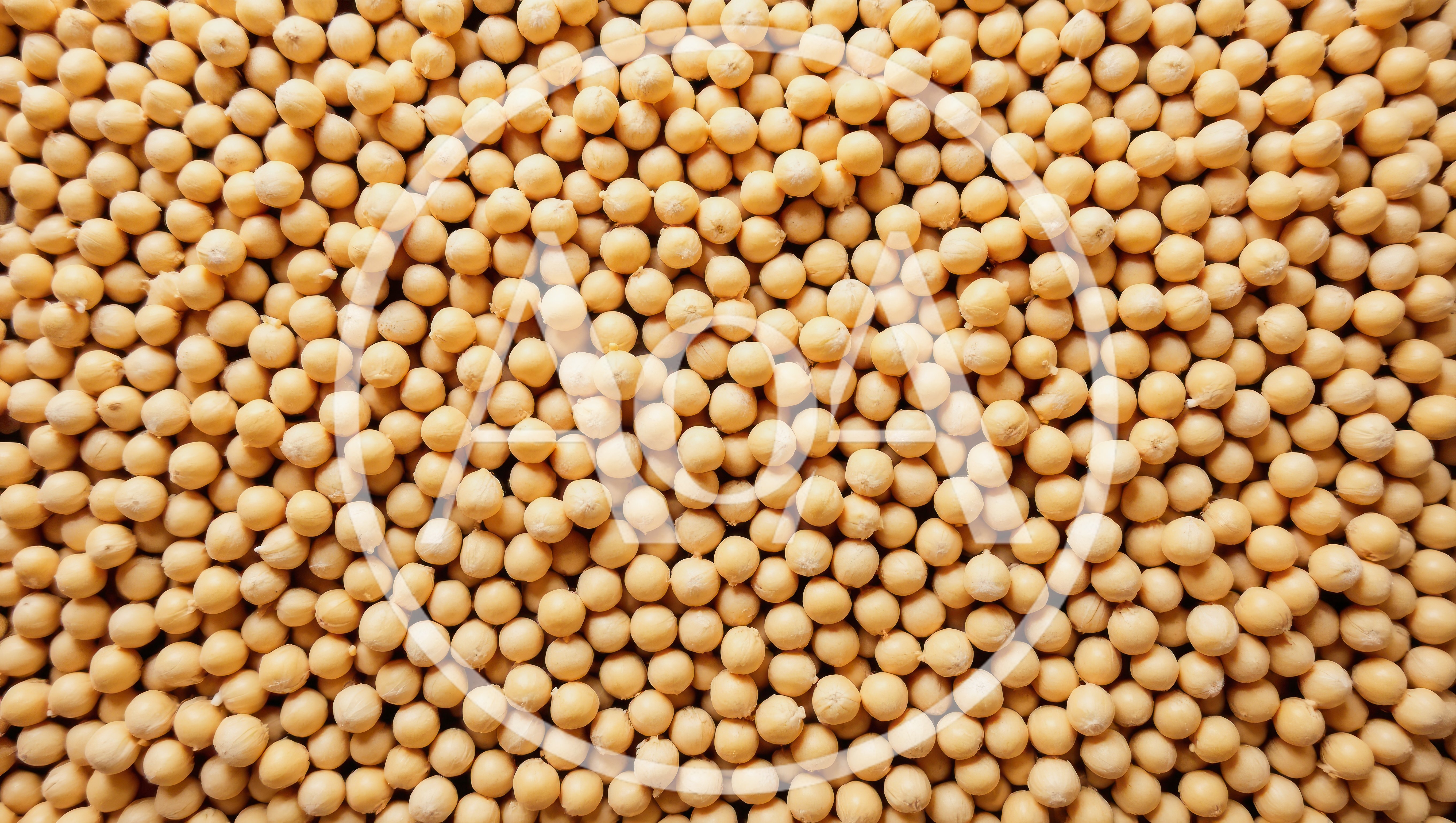 Top View Of Dried Yellow Soybeans