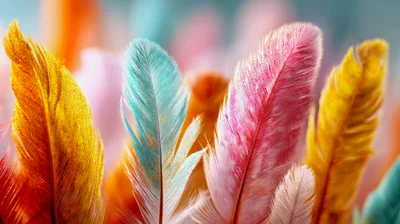 Colorful Decorative Feathers Arranged In A Row
