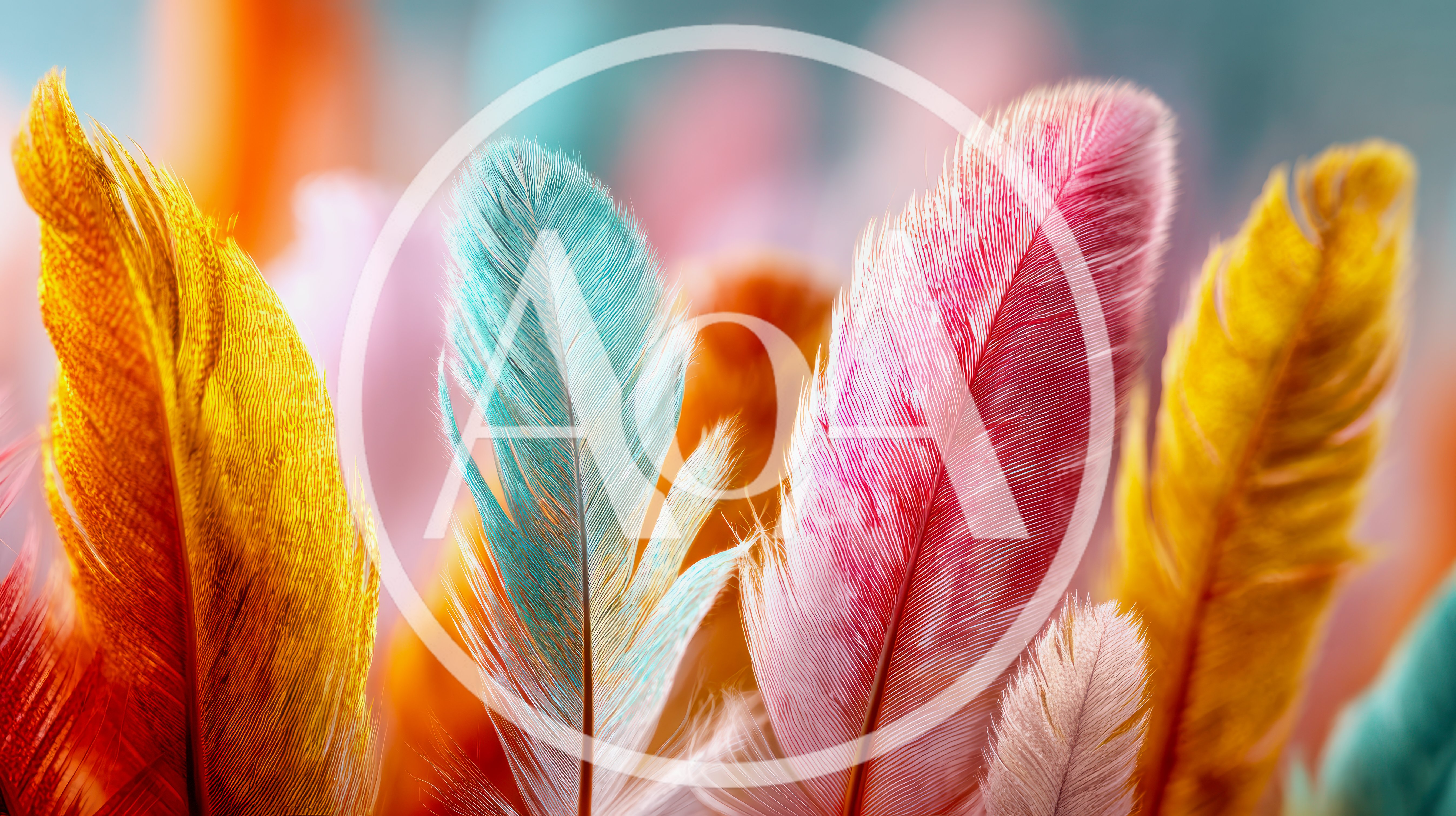 Colorful Decorative Feathers Arranged In A Row