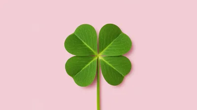 Four Leaf Clover Isolated On Pink Background