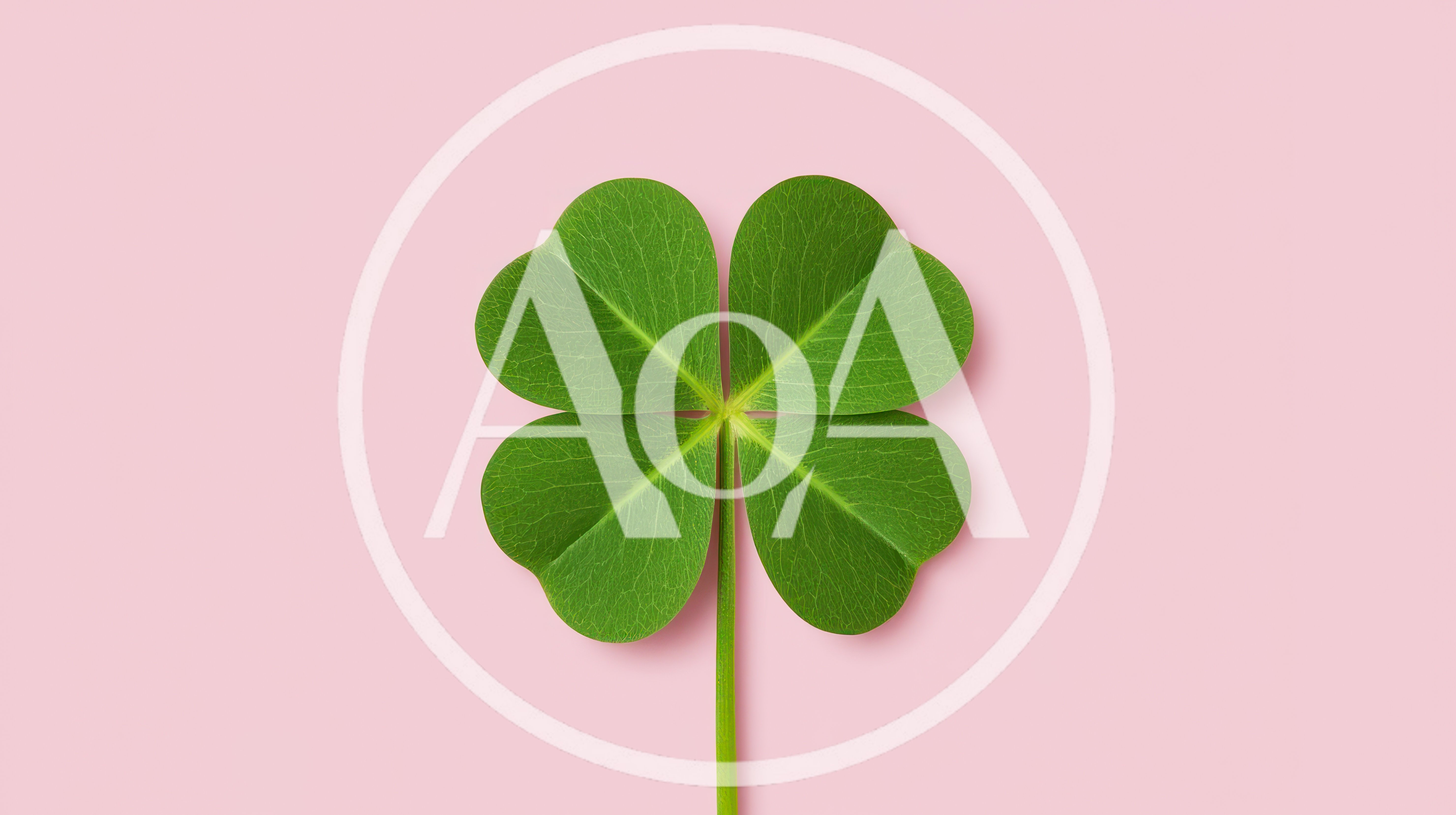 Four Leaf Clover Isolated On Pink Background