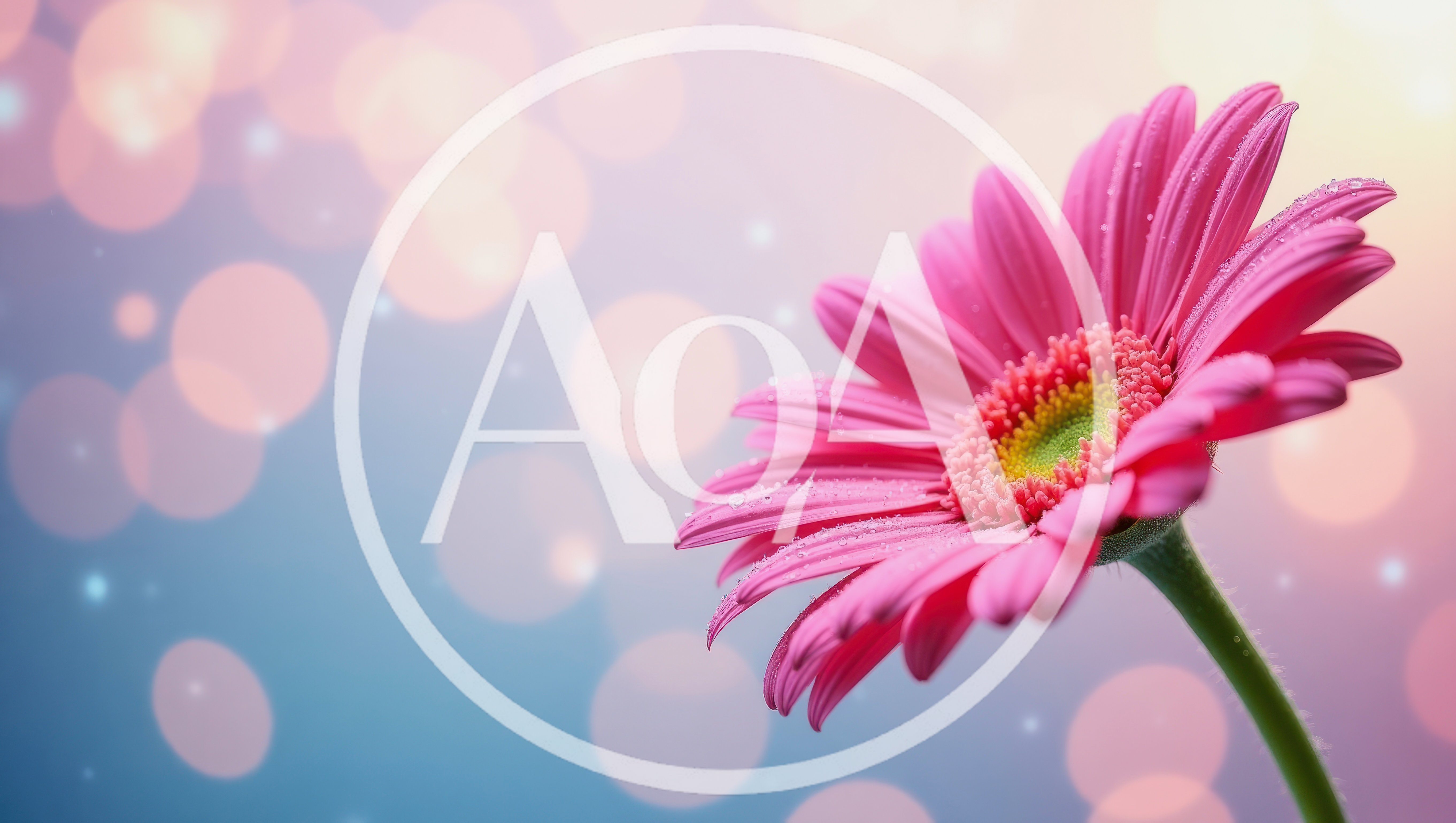 Pink Gerbera Daisy Flower With Bokeh Background
