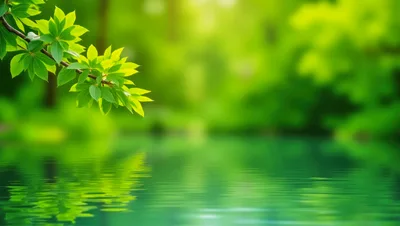 Green Tree Branch Overhanging Calm Reflective Water Surface