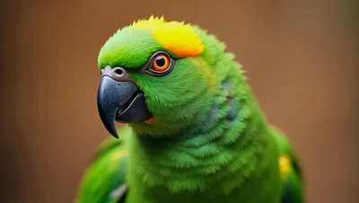 Close Up Portrait Of A Green Amazon Parrot
