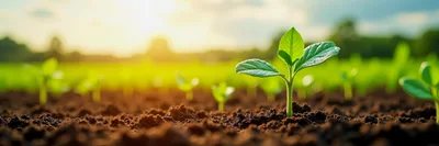 Young Green Seedling Growing In Fertile Soil