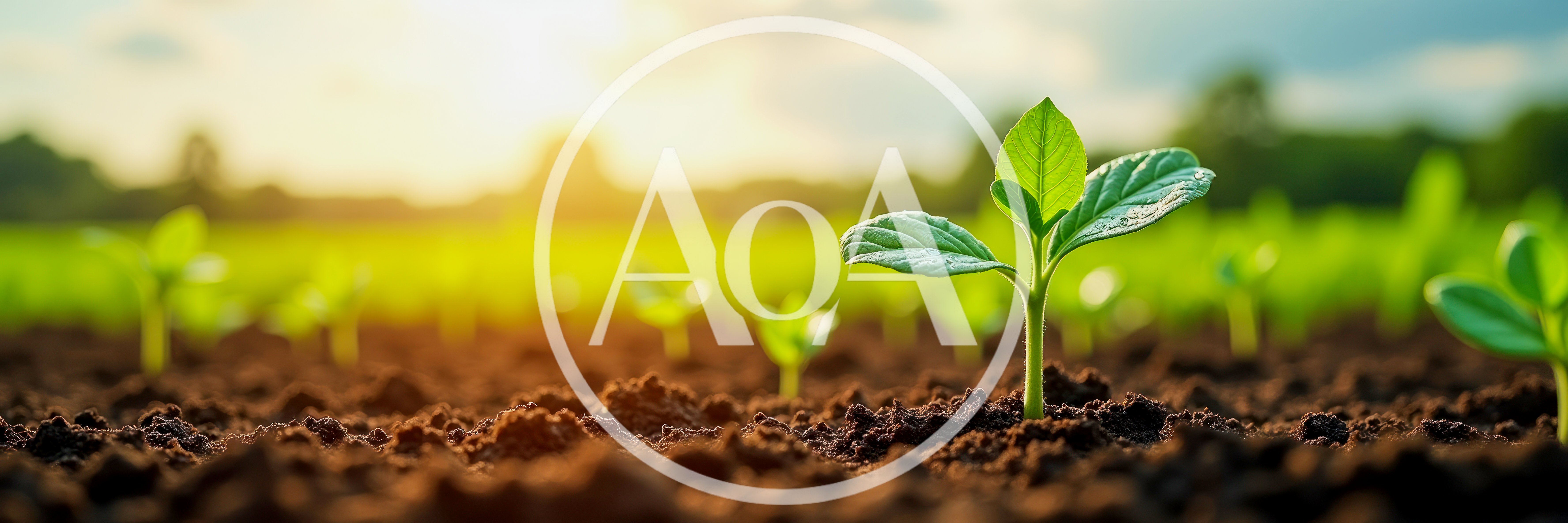 Young Green Seedling Growing In Fertile Soil