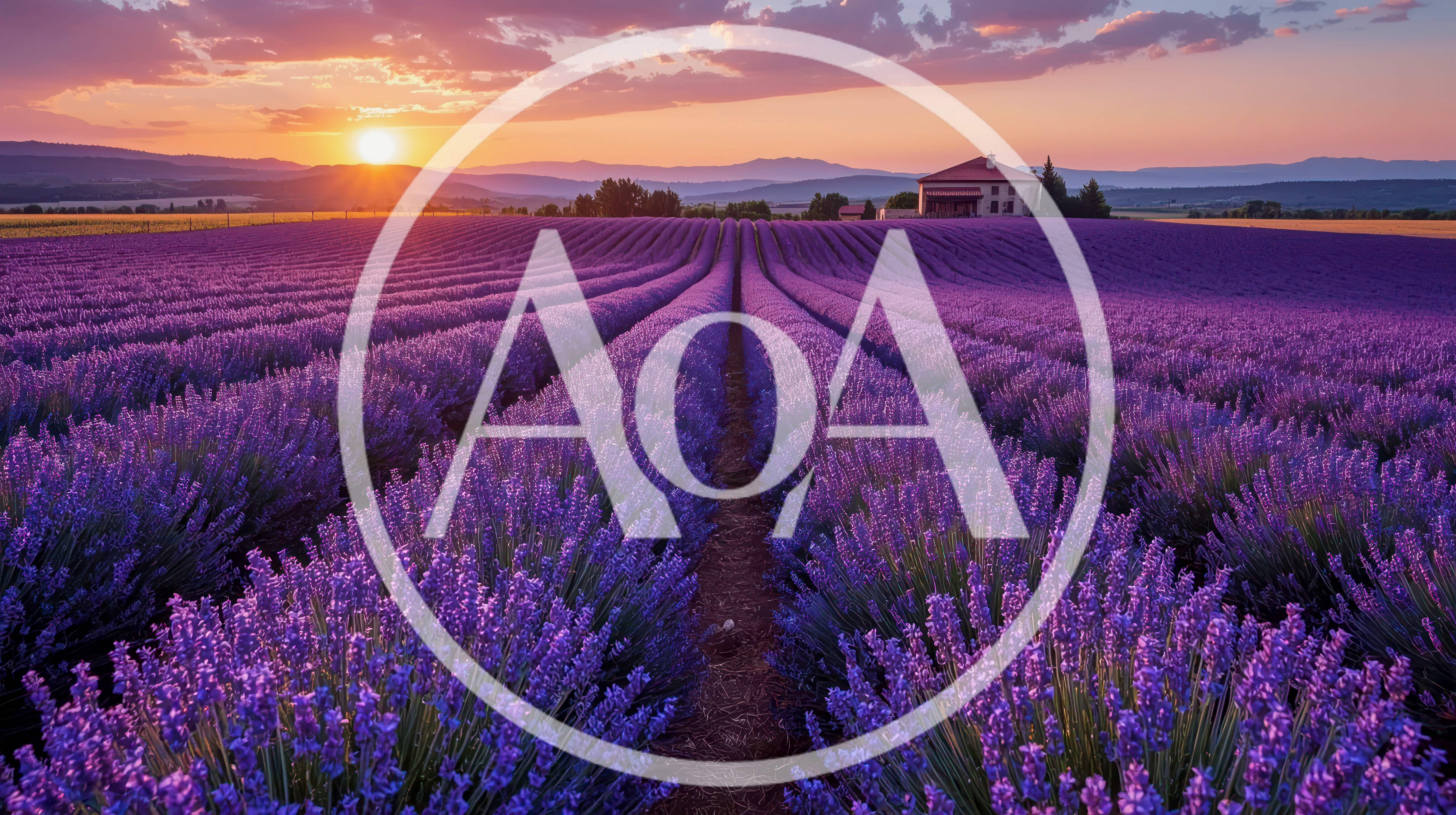 Sunset Over A Vast Lavender Field In Provence