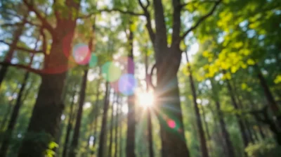 Sunlight Filtering Through Trees In A Lush Forest