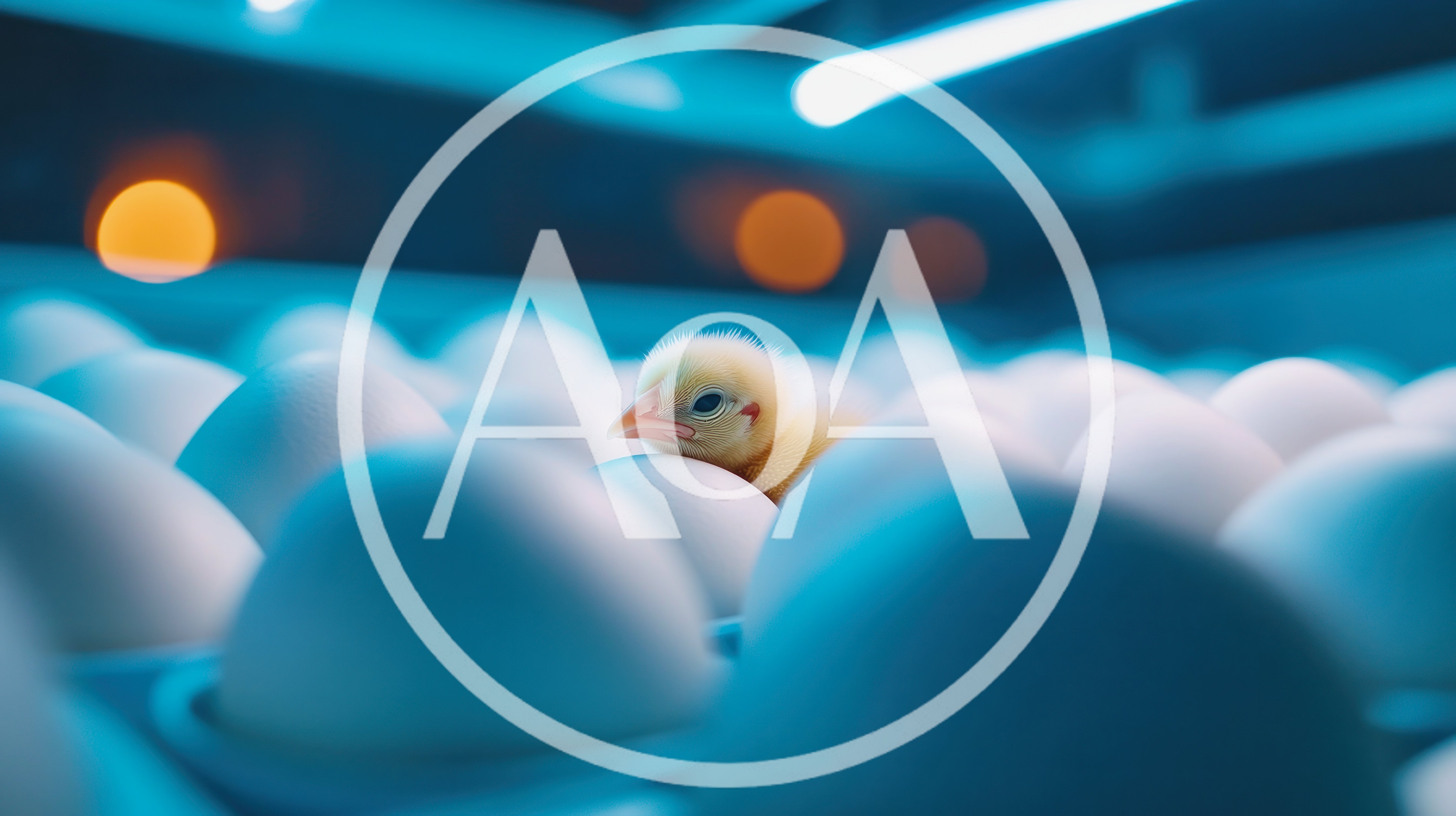 Newborn Chick Resting Among White Eggs