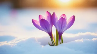 Purple Crocus Flowers Blooming In The Snow