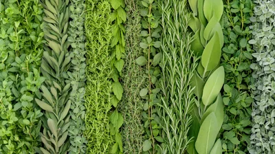 Assorted Fresh Culinary Herbs Arranged In Vertical Rows