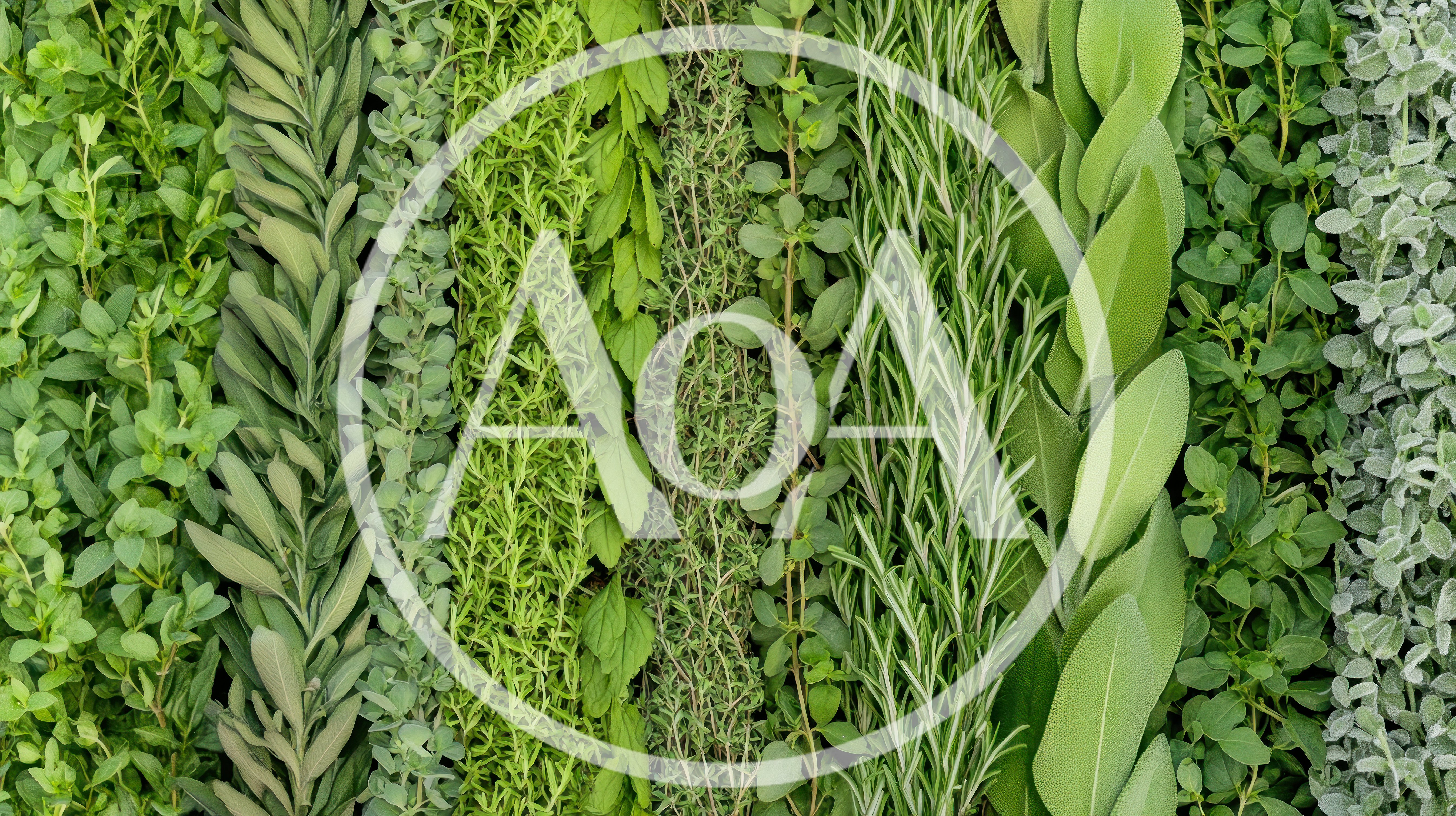 Assorted Fresh Culinary Herbs Arranged In Vertical Rows