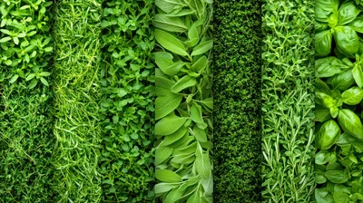 Vertical Collage Of Various Fresh Green Culinary Herbs