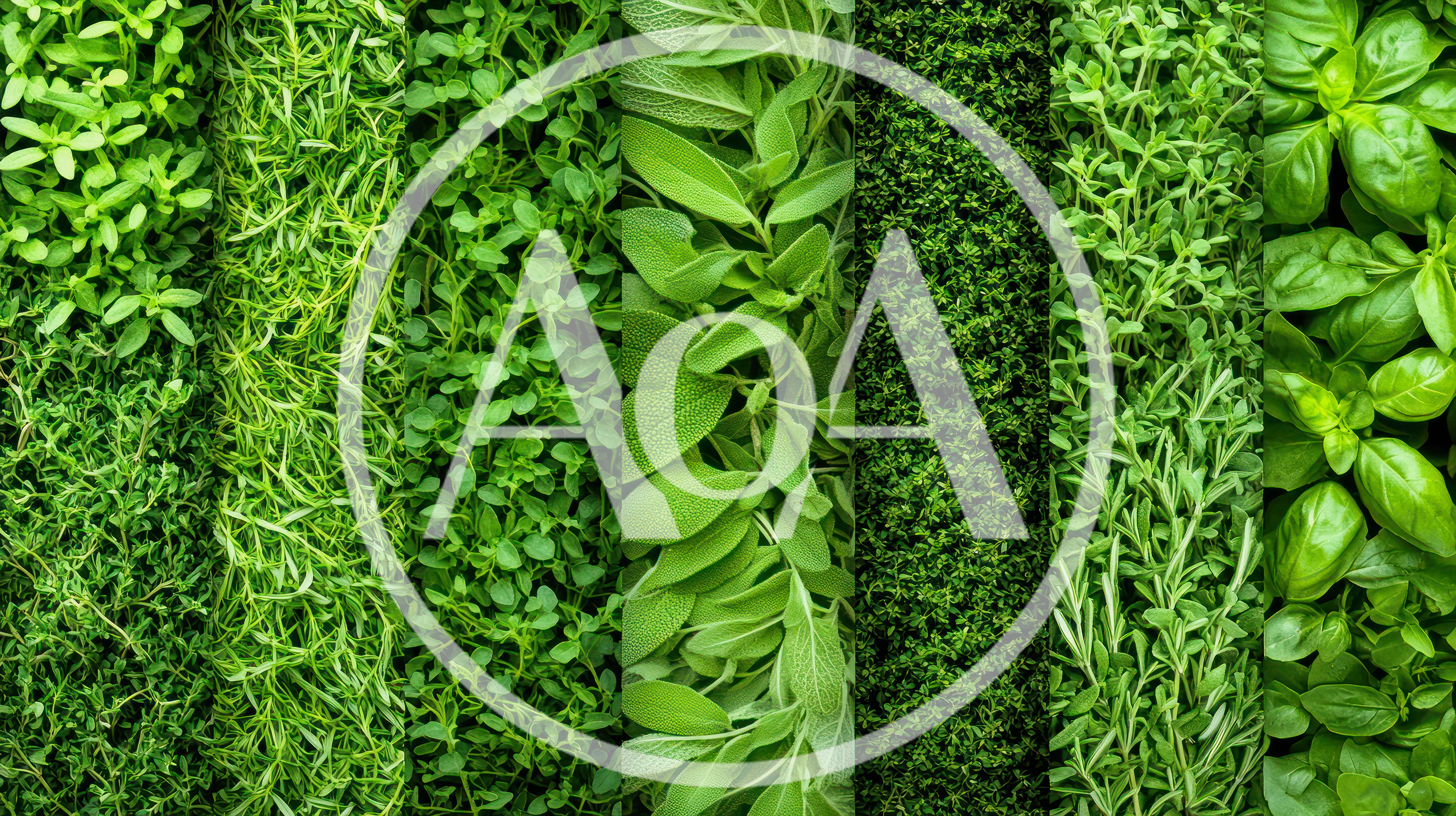Vertical Collage Of Various Fresh Green Culinary Herbs