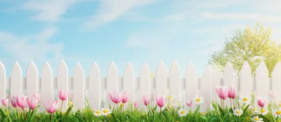 White Picket Fence With Spring Tulips And Daisies