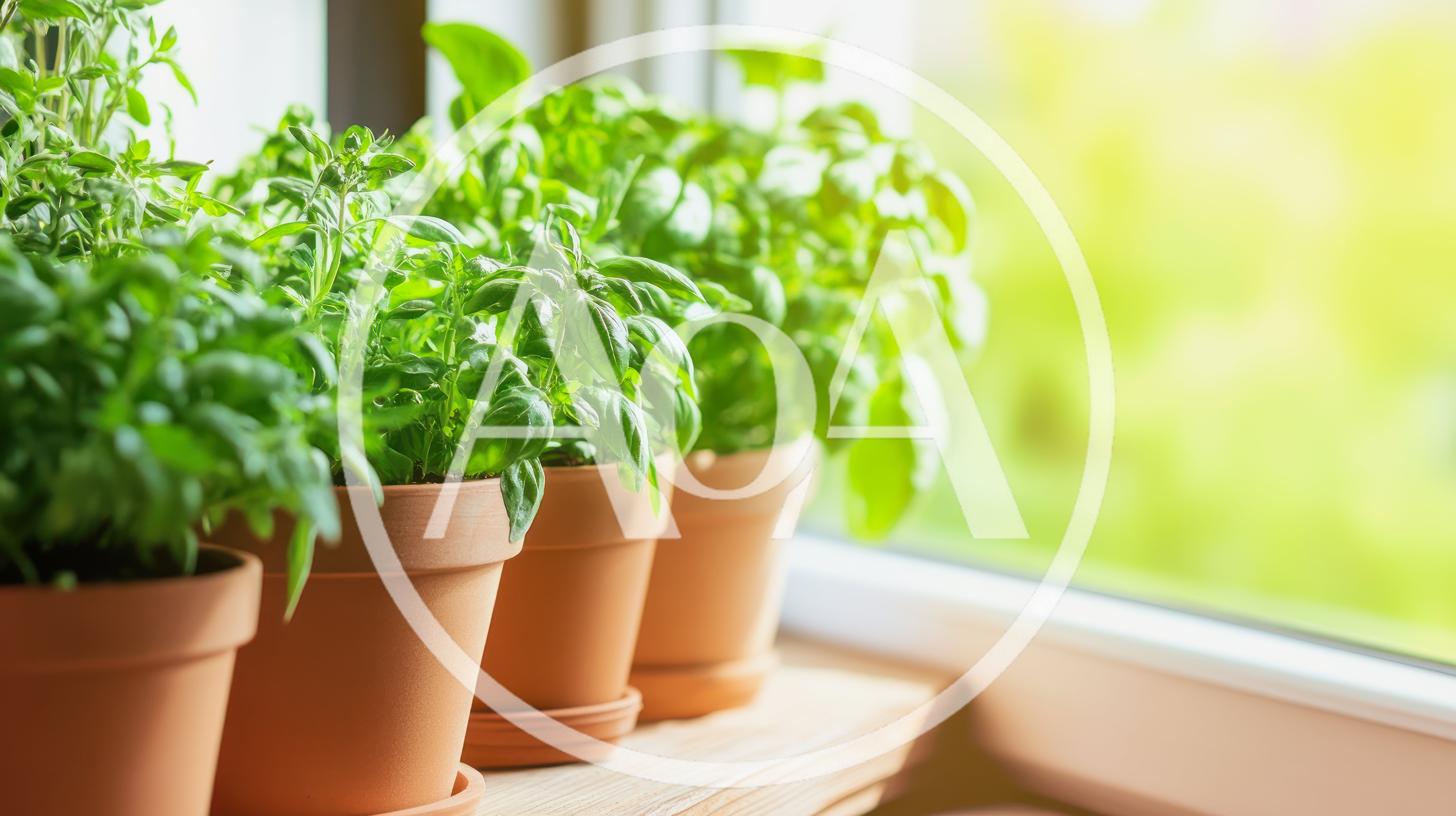 Fresh Green Basil Plants In Terracotta Pots