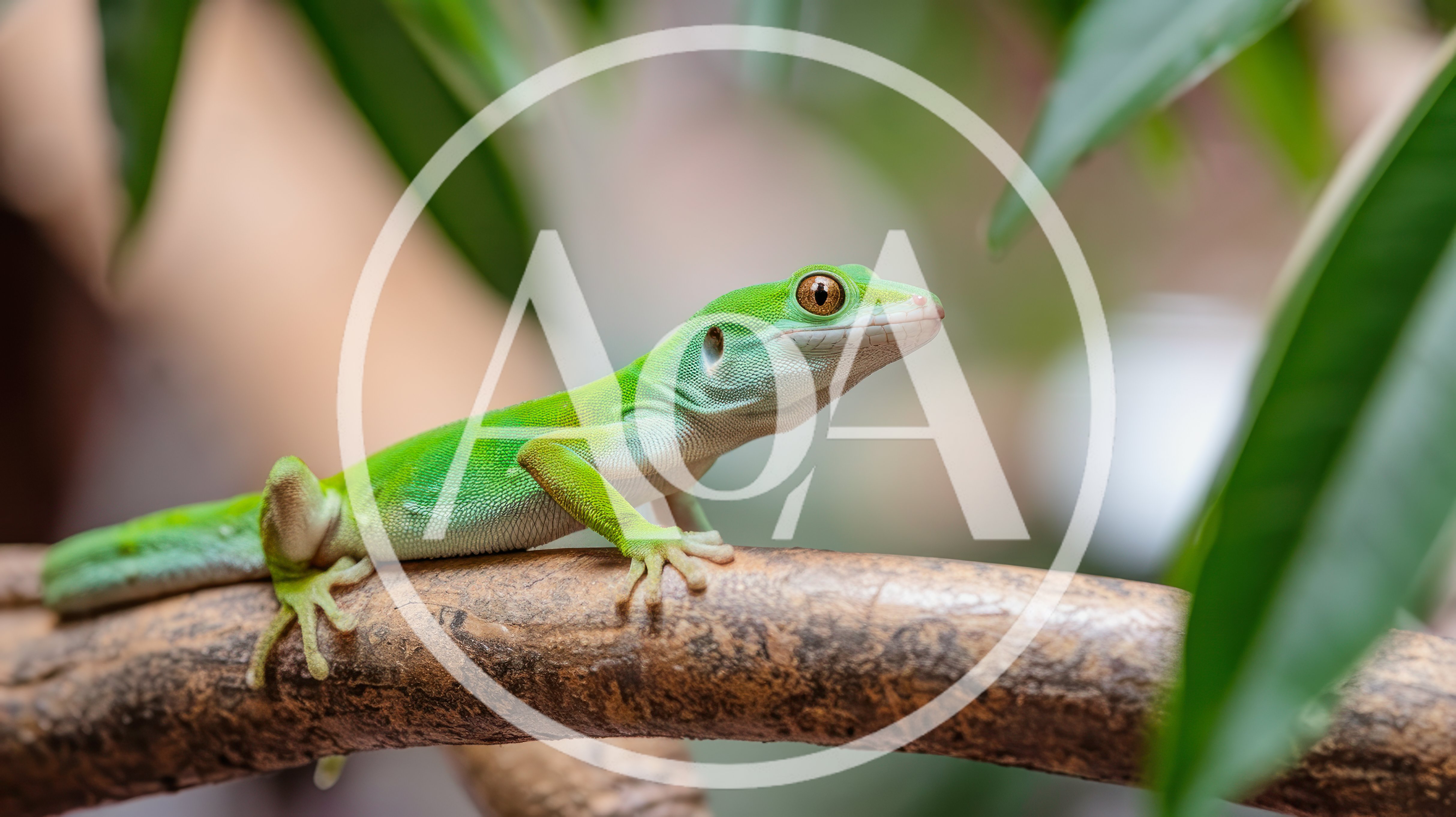 Bright Green Gecko Resting On A Tree Branch
