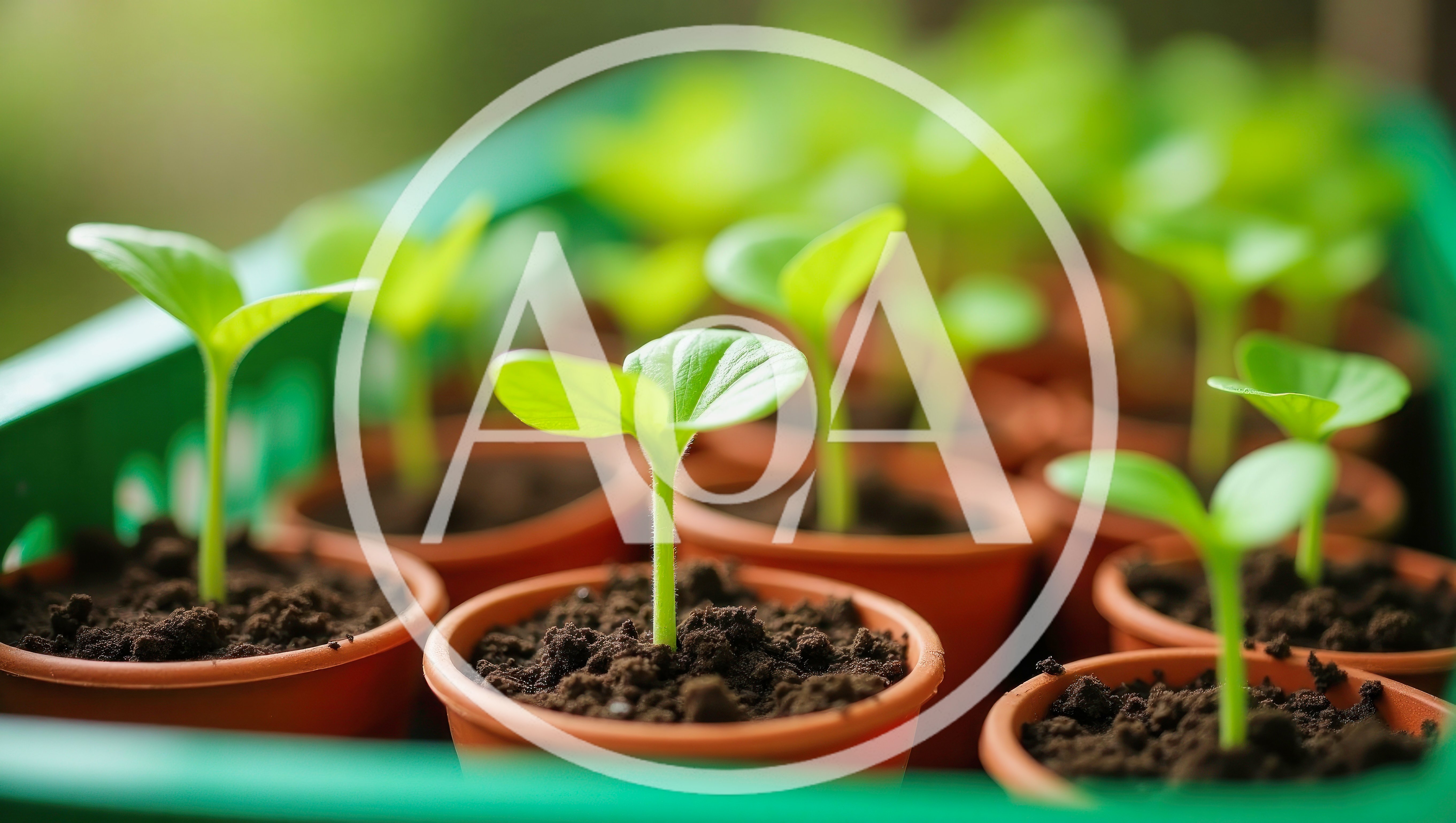 Small Green Seedlings Growing In Individual Plastic Pots