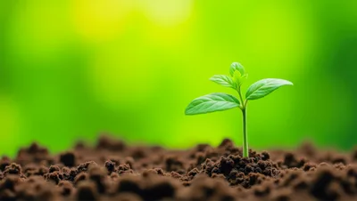 Small Green Plant Sprouting From Rich Soil
