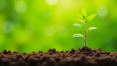 Small Green Plant Growing From Fertile Soil