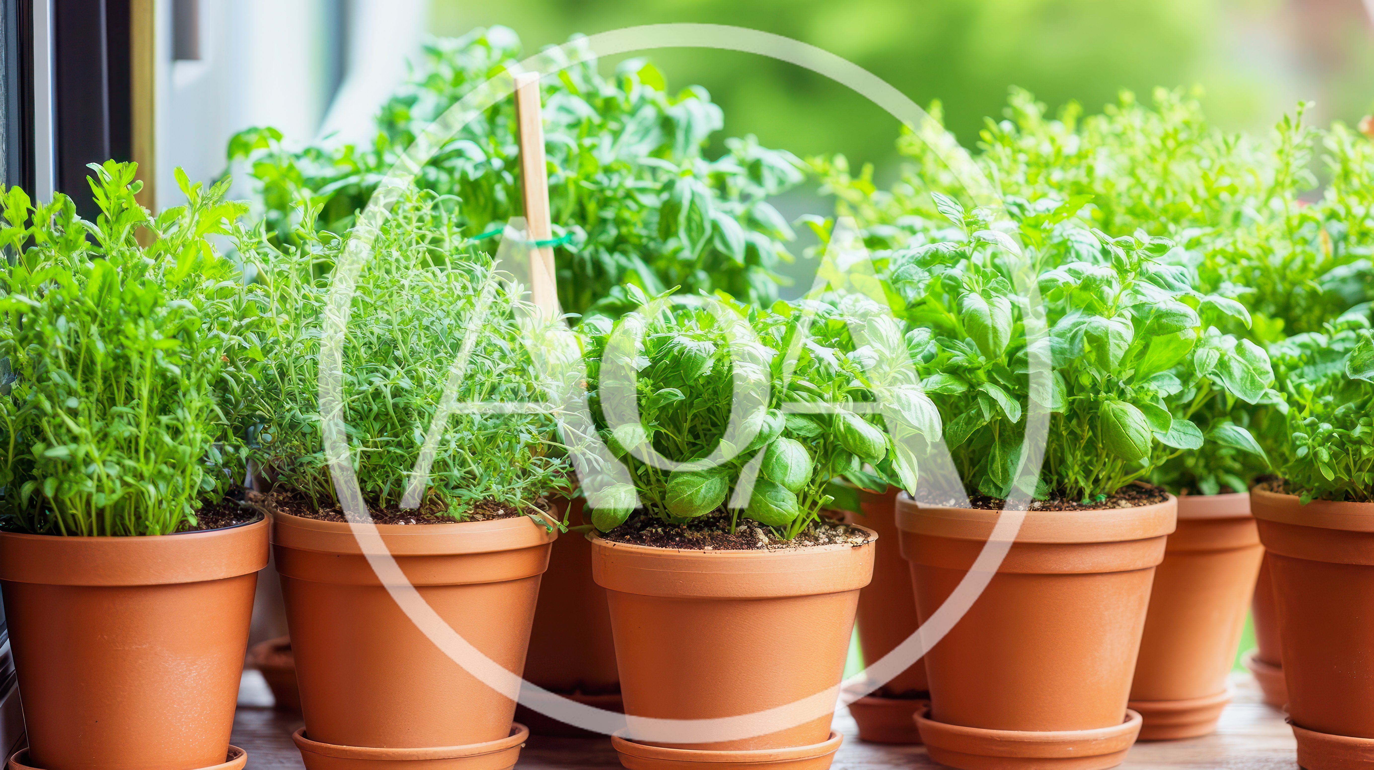 Assorted Fresh Culinary Herbs Growing In Terracotta Pots