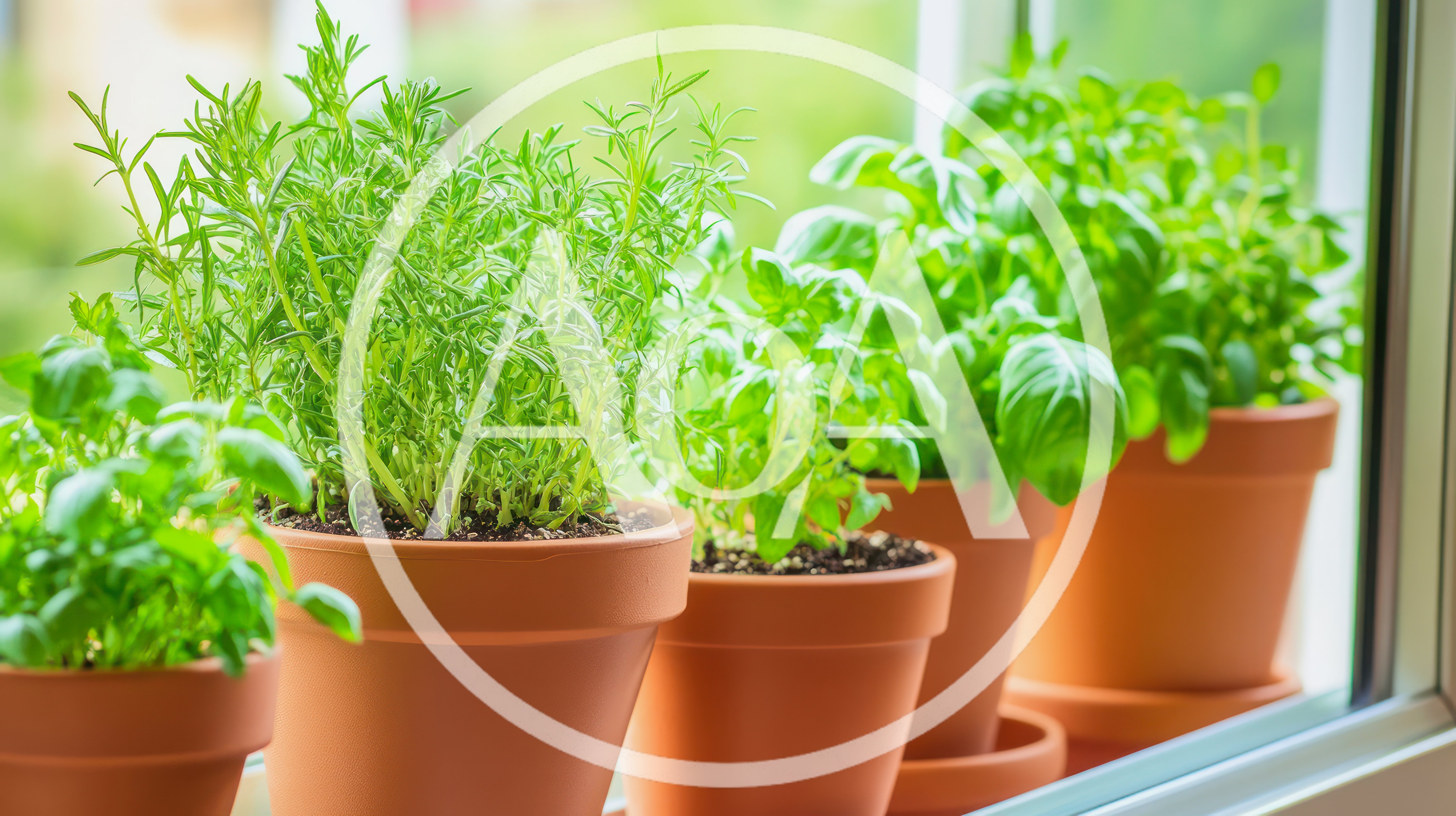 Potted Herb Garden Growing On A Sunny Windowsill