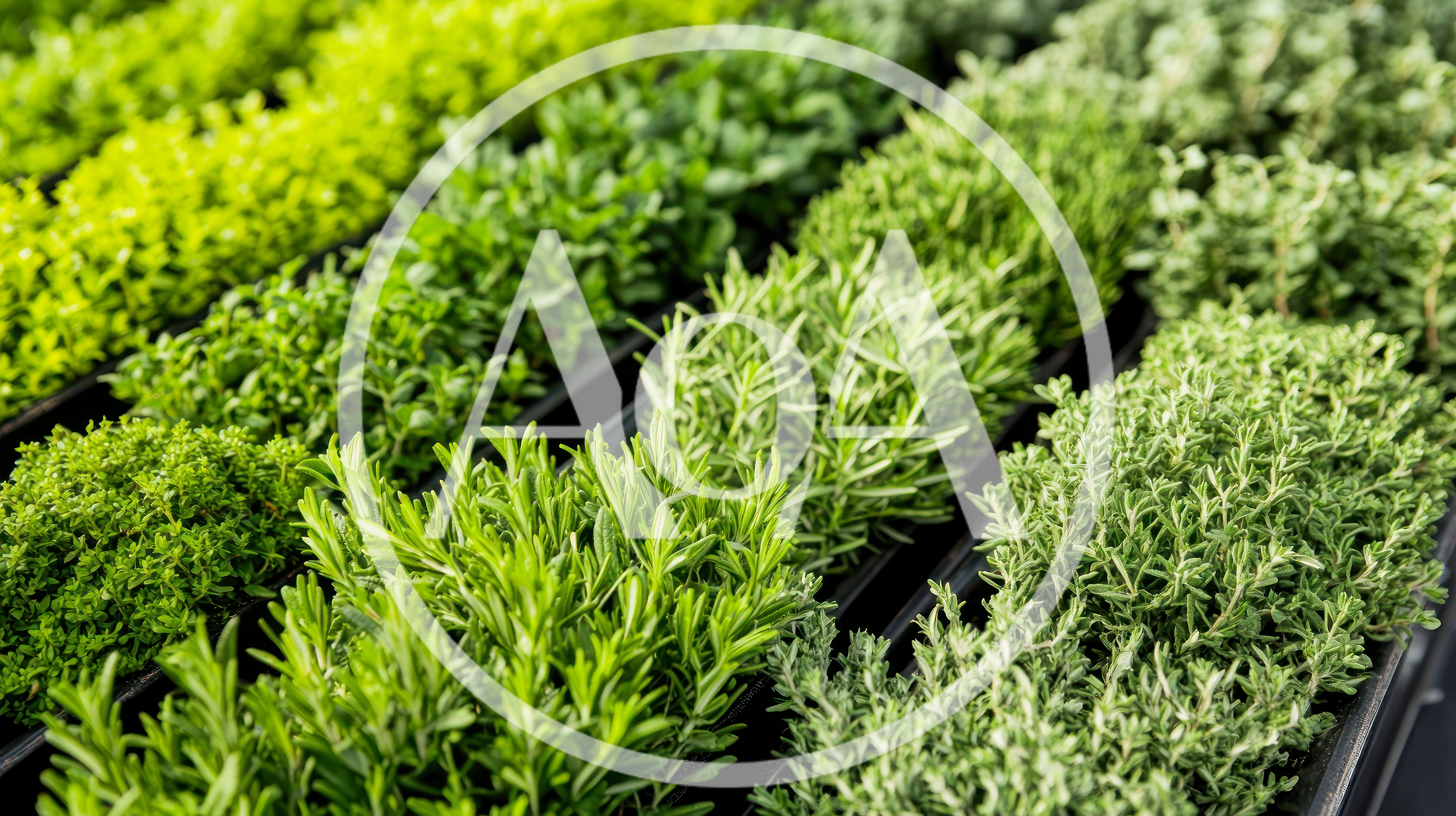 Rows Of Fresh Green Herbs In A Greenhouse