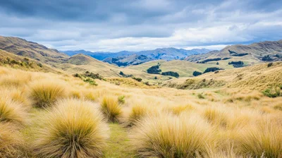 Golden Tussock Grasslands In The New Zealand High Country