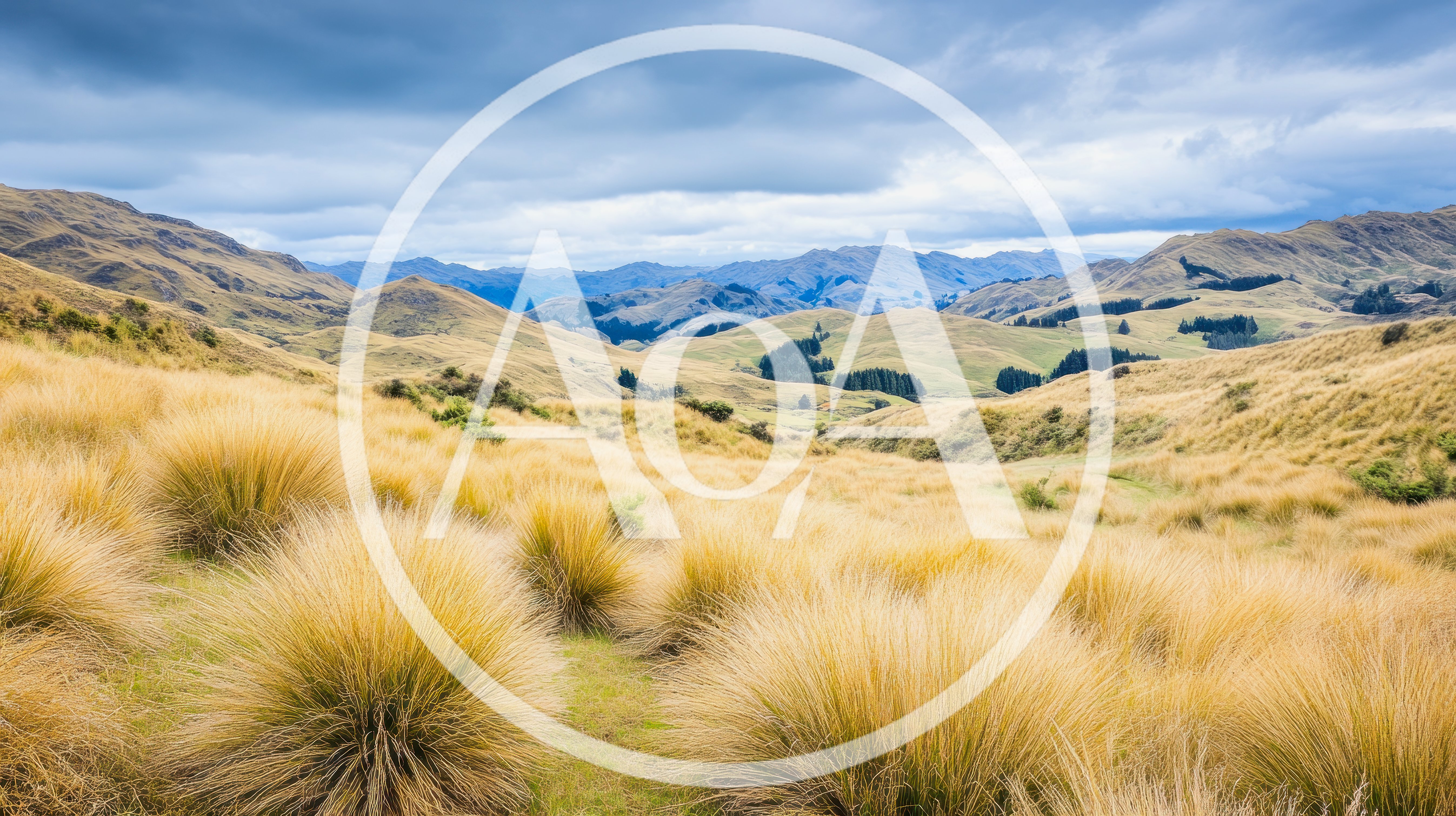 Golden Tussock Grasslands In The New Zealand High Country