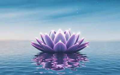 Glowing Purple Lotus Flower Floating On Calm Water