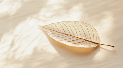 Skeleton Leaf Resting On A Textured Beige Surface