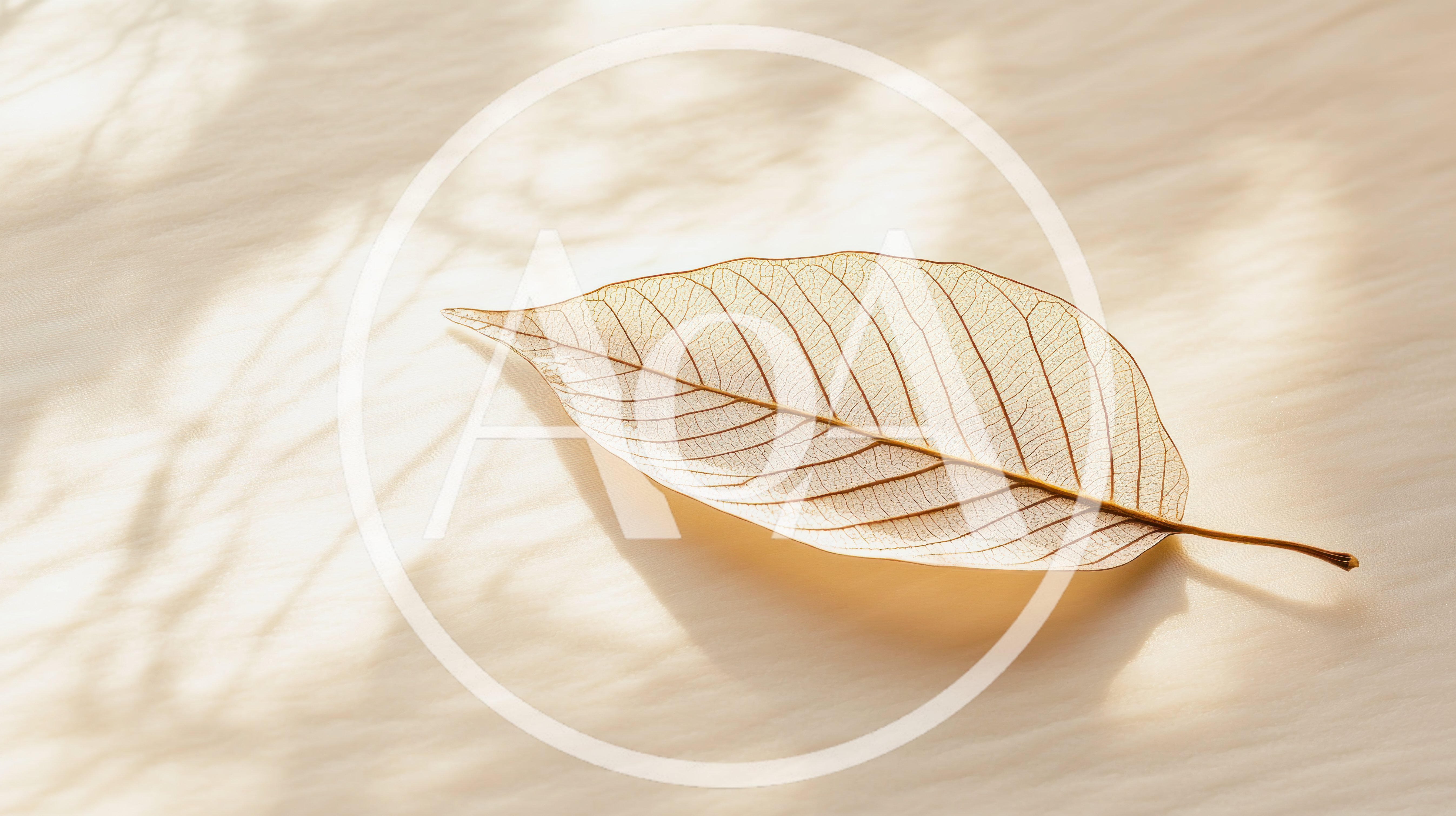 Skeleton Leaf Resting On A Textured Beige Surface