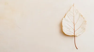 Single Dried Leaf on Minimalist Beige Background