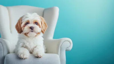 Small Puppy Sitting On A White Armchair